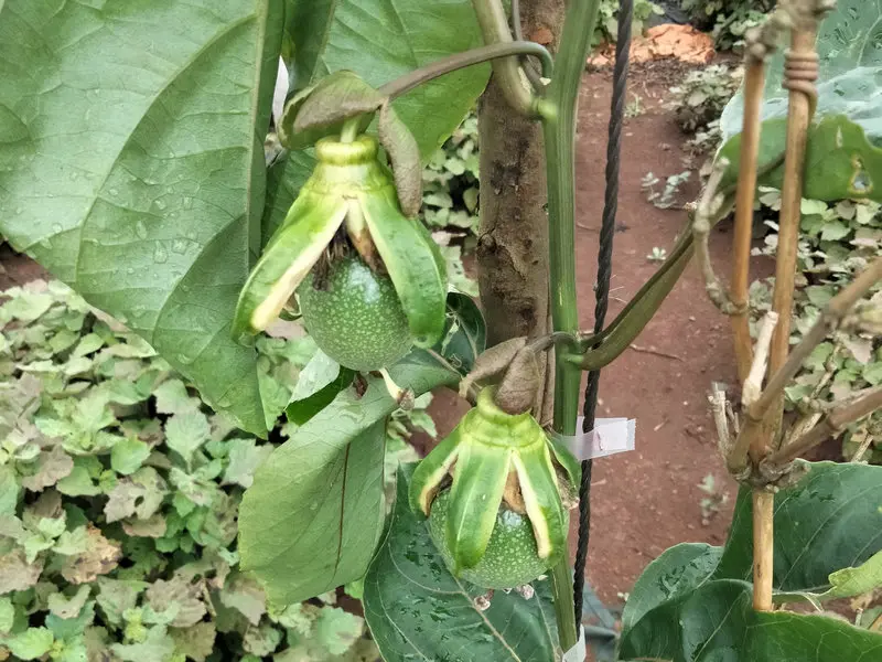 自然成熟的黄金百香果